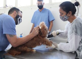 144 animais são castrados em mutirão exclusivo para atender protetores em Baureri