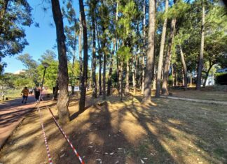 Árvores doentes são substituídas em Barueri