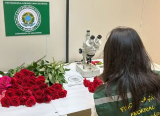 Dia dos Namorados terá reforço de 50 toneladas de rosas colombianas