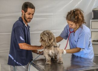 Campanha Vacinação Antirrábica acontece em Santana de Parnaíba
