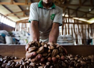 Extrativistas querem que produtos tenham chancela de povo amazônico
