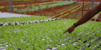 Horta da Gente: hidroponia ampliará o número de atendidos com cestas verdes em Barueri