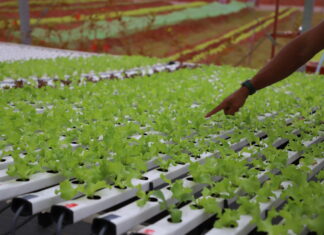 Horta da Gente: hidroponia ampliará o número de atendidos com cestas verdes em Barueri