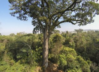 Dia da Árvore: projeto ajuda a reflorestar bioma 100% brasileiro