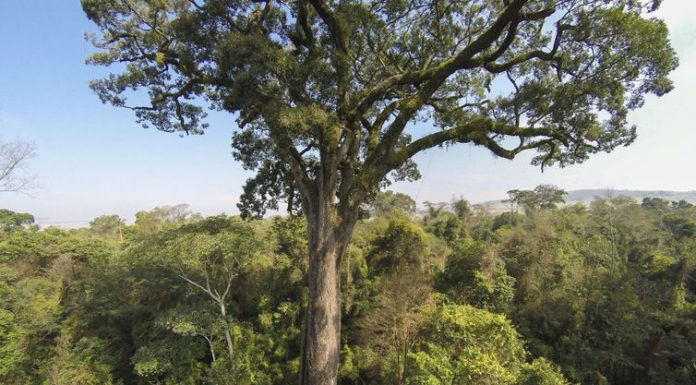 Manifestações em mais de 150 países defendem o meio ambiente