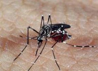 Marcador biológico facilita diagnóstico da dengue hemorrágica