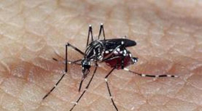 Marcador biológico facilita diagnóstico da dengue hemorrágica