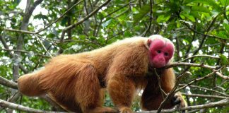 WWF: população de animais das Américas Central e do Sul caiu 89%