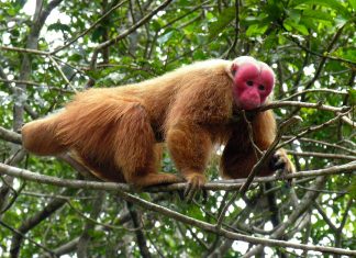 WWF: população de animais das Américas Central e do Sul caiu 89%