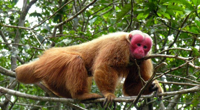 WWF: população de animais das Américas Central e do Sul caiu 89%