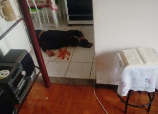 DEU RUIM: Bandido forjou a própria morte com Ketchup e acabou preso