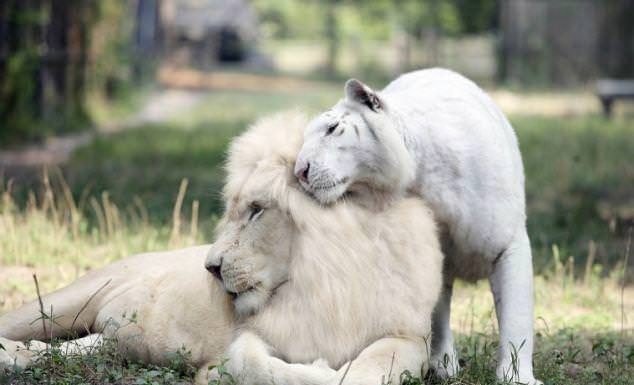 Cruzamento entre Leão Branco e Tigre Branco gerou os filhotes mais fofos do planeta