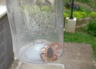 Carapicuíba tem infestação de escorpiões