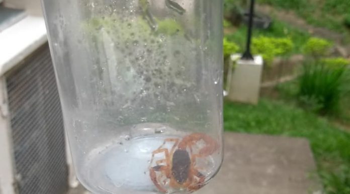 Carapicuíba tem infestação de escorpiões