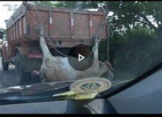 CRUELDADE: Vaca foi transportada amarrada pelas patas e chifres