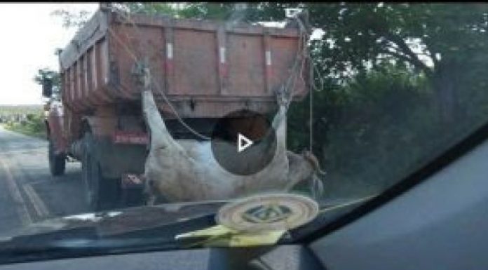 CRUELDADE: Vaca foi transportada amarrada pelas patas e chifres