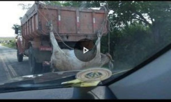 vaca-pendurada