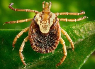 Brasil tem 49 registros de febre maculosa em 2023, com seis mortes