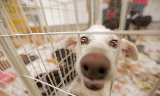 Itapevi promove 6ª edição da Feira de Adoção de Cães e Gatos ”Me Leva Pra Casa”