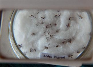 Circulação de dengue tipo 2 em 19 cidades põe SP em alerta