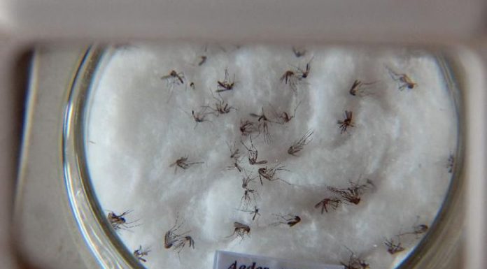 Circulação de dengue tipo 2 em 19 cidades põe SP em alerta