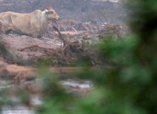 Defesa Civil de MG acompanha situação de animais vítimas de tragédia