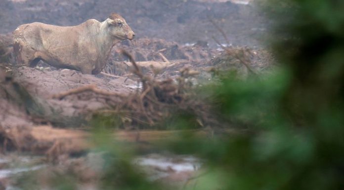 Defesa Civil de MG acompanha situação de animais vítimas de tragédia
