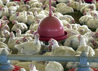 BRF recolhe carne de frango por risco de contaminação por salmonella