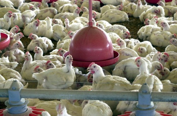 BRF recolhe carne de frango por risco de contaminação por salmonella