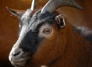 STF confirma validade do sacrifício de animais em cultos religiosos