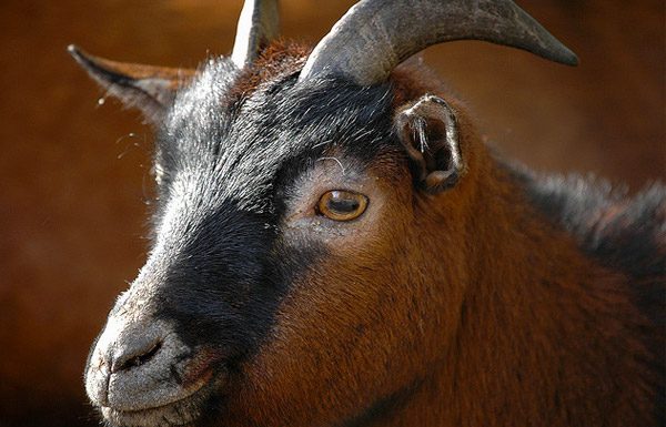 STF confirma validade do sacrifício de animais em cultos religiosos
