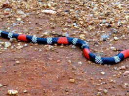 Homem corajoso morre ao segurar cobra coral