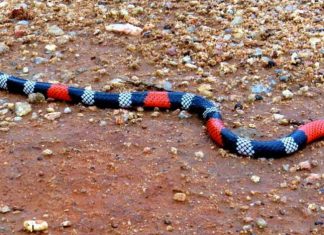 Homem corajoso morre ao segurar cobra coral