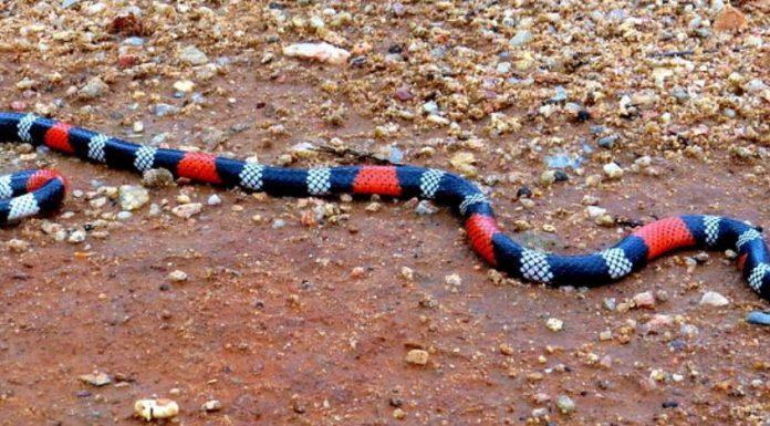 Homem corajoso morre ao segurar cobra coral
