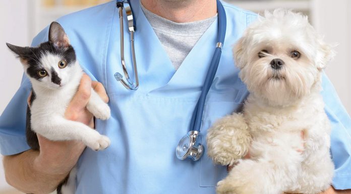Hospital Veterinário na Zona Norte de Osasco deve ser entregue em maio