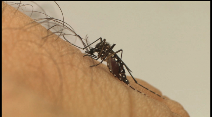 Ministério testa controle biológico de Aedes aegypti em três cidades