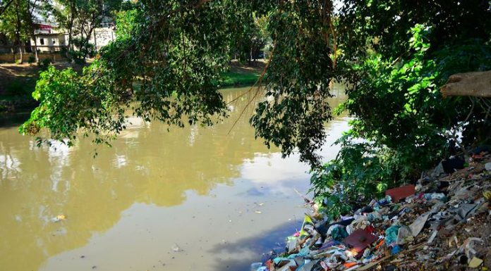 Poluição do ar afeta crescimento de árvores em São Paulo