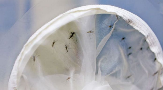 Bauru registra quase 16 mil casos de dengue em 2019
