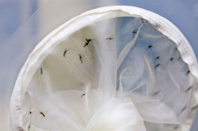 Bauru registra quase 16 mil casos de dengue em 2019