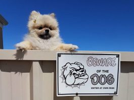 CUIDADO COM O CÃO: Os 20 cachorros mais PERIGOSOS da internet #SQN
