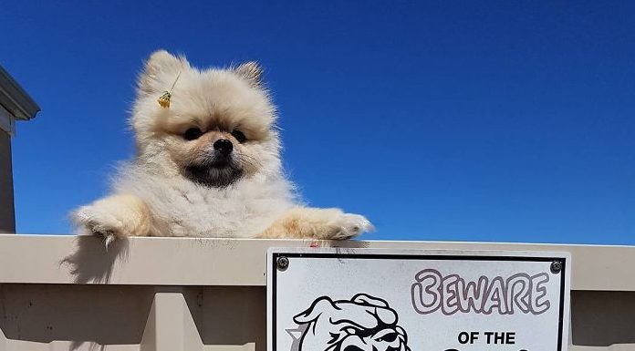 CUIDADO COM O CÃO: Os 20 cachorros mais PERIGOSOS da internet #SQN