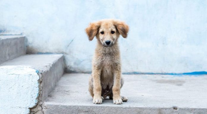 Prefeitura lança campanha para microchipar animais de rua