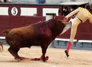 Toureiro leva chifrada no ânus – Veja o Vídeo