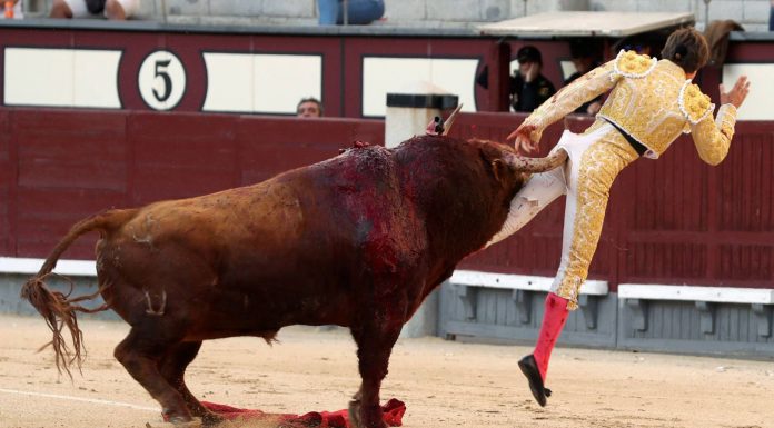 Toureiro leva chifrada no ânus – Veja o Vídeo