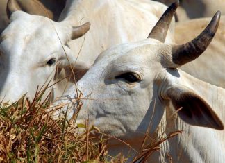 Ministério suspende exportação de carne bovina para a China