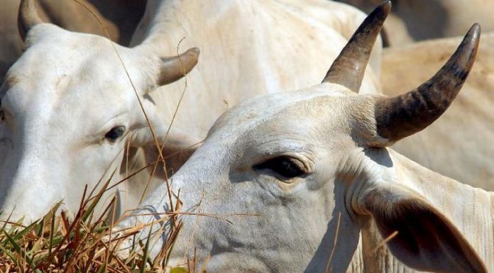 Ministério suspende exportação de carne bovina para a China
