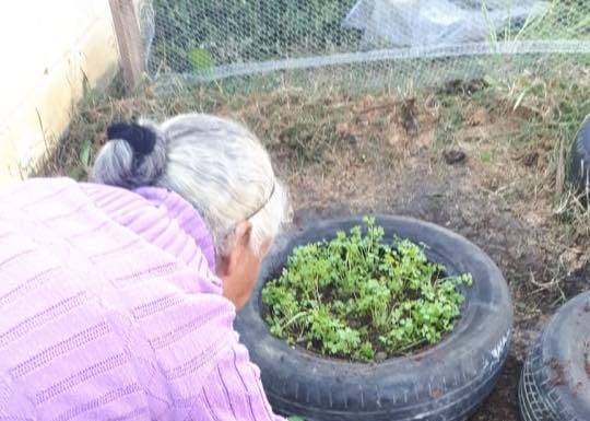 Em Carapicuíba, curso socioambiental traz o tema “Ervas Medicinais”