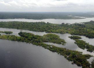 Ibama define combate ao desmatamento na Amazônia como prioridade
