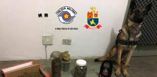 Exalando cheiro de maconha, traficante é preso por Cão da Polícia