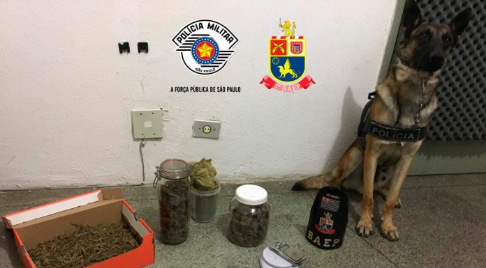 Exalando cheiro de maconha, traficante é preso por Cão da Polícia